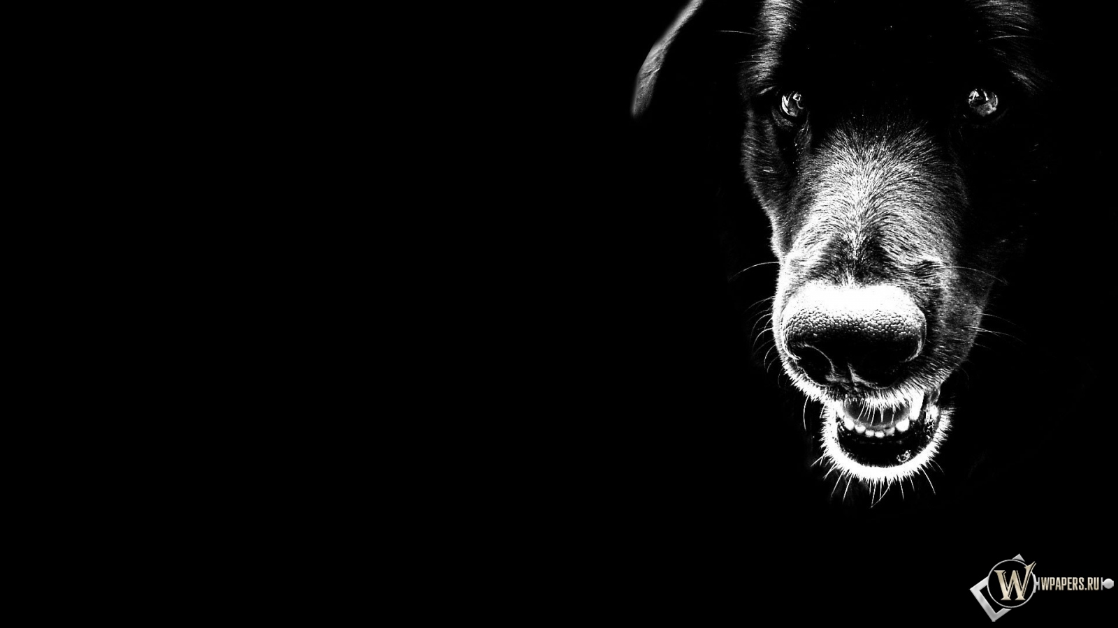 Чёрный пёс 1600x900
