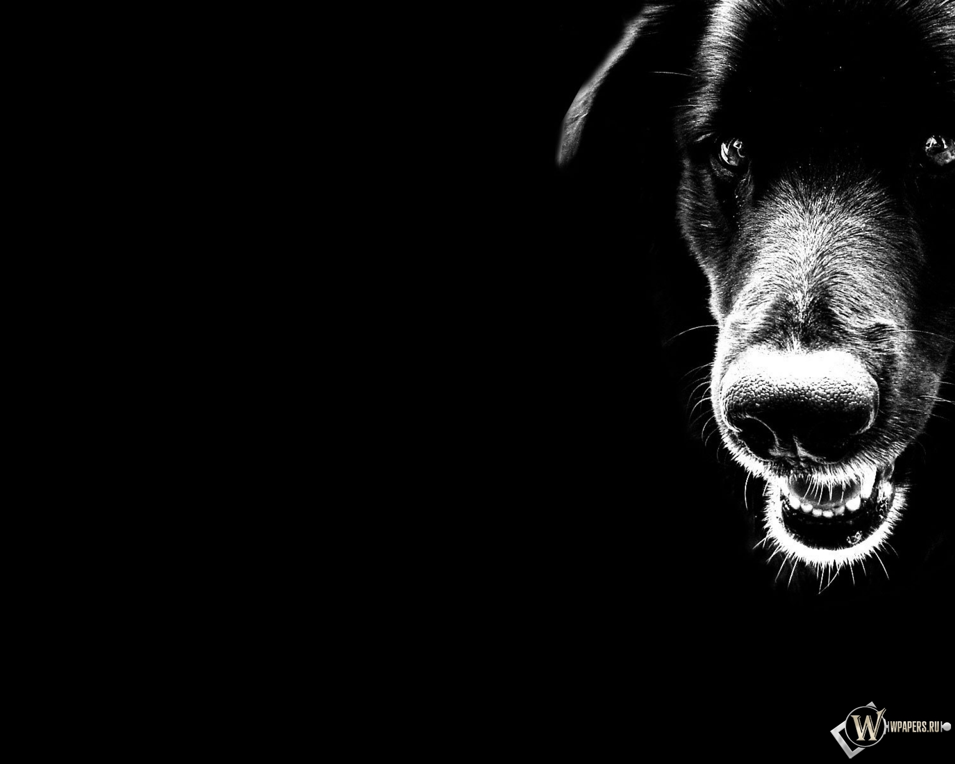 Чёрный пёс 1920x1536