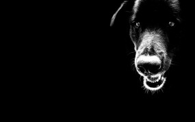 Обои Чёрный пёс: Чёрный, Минимализм, Собака, Собаки