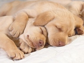 Обои Спящие лабрадоры: Щенок, Лабрадор, Собака, Собаки