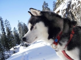 Обои Лайка: Снег, Собака, Лайка, Собаки