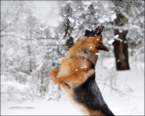 Обои Немецкая овчарка: Зима, Снег, Прыжок, Собака, Собаки