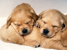 Обои Спящие щенки: Сон, Щенок, Собака, Собаки