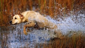 Обои В движении: Вода, Брызги, Прыжок, Собака, Собаки