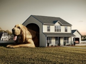 Обои Самая большая собака: Дом, Собака, Будка, Собаки
