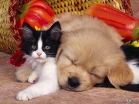 Обои Щенок уснул на котенке: , Собаки