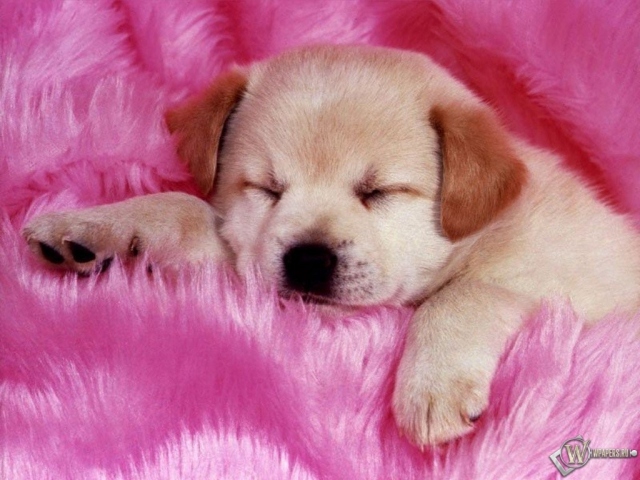 Щенок на розовом одеяле