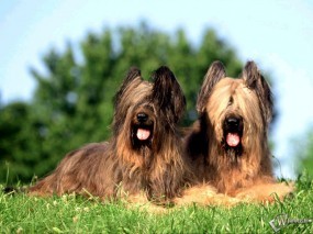 Обои Две волосатых собаки: , Собаки