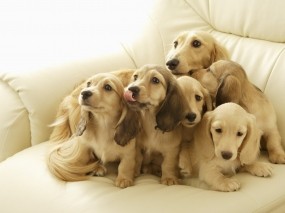 Обои Щенки на диване: Диван, Собаки, Щенки, Собаки