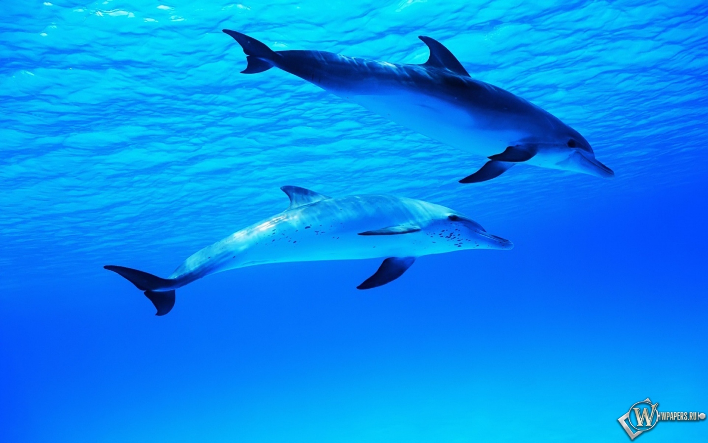 Два дельфина 1440x900