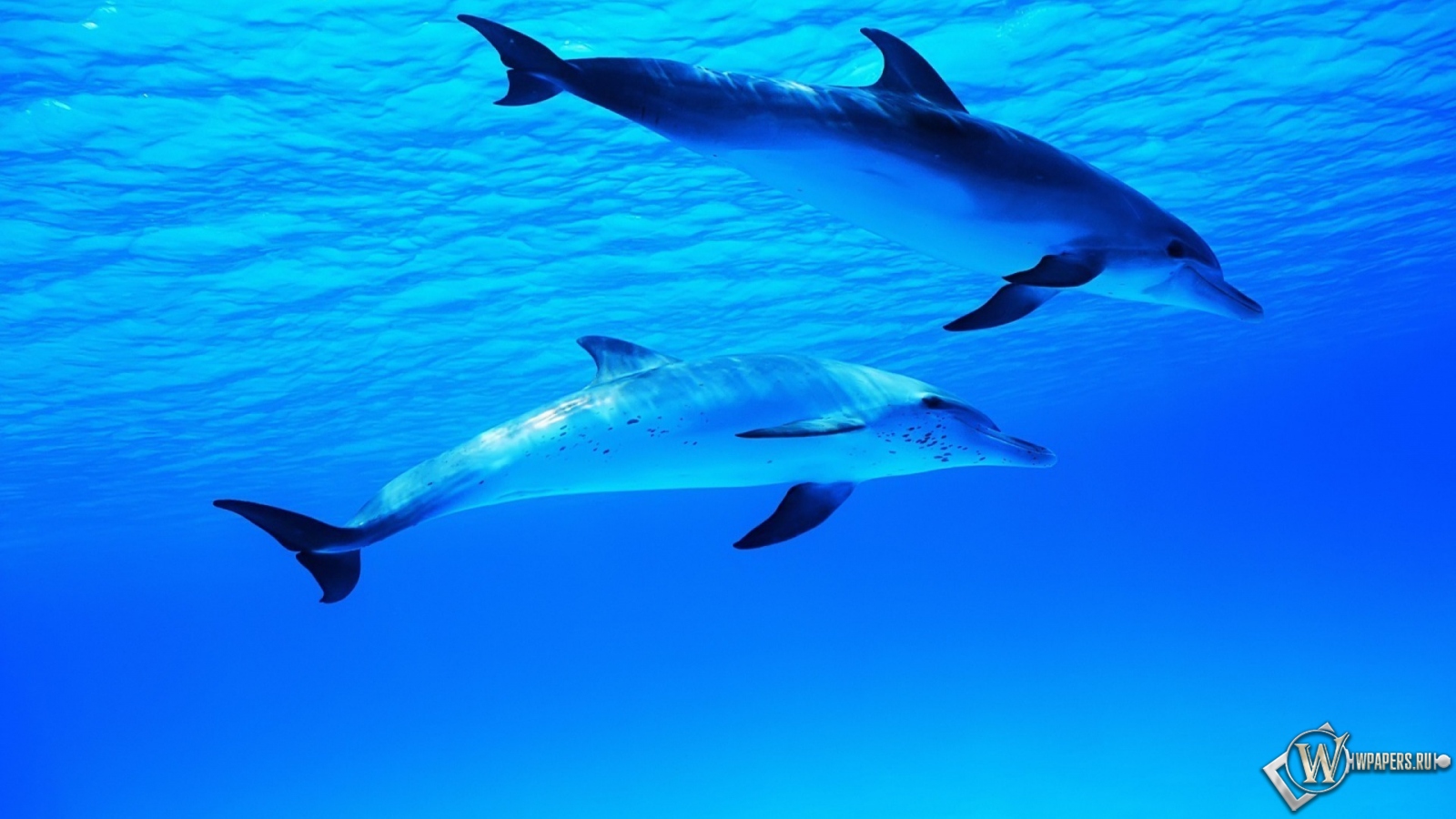 Два дельфина 1600x900