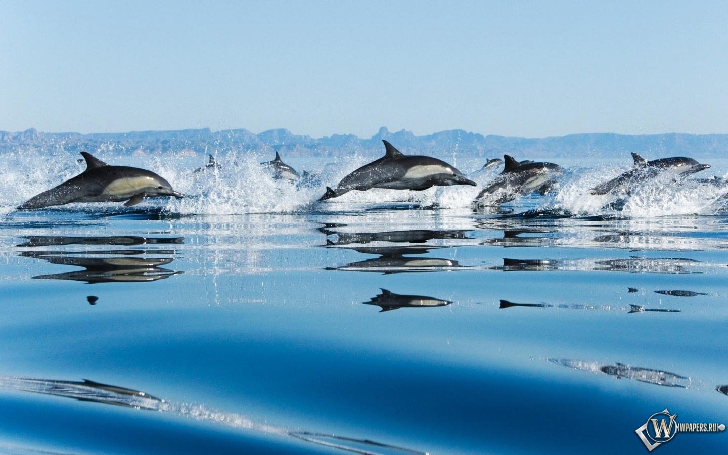 Дельфины 1440x900