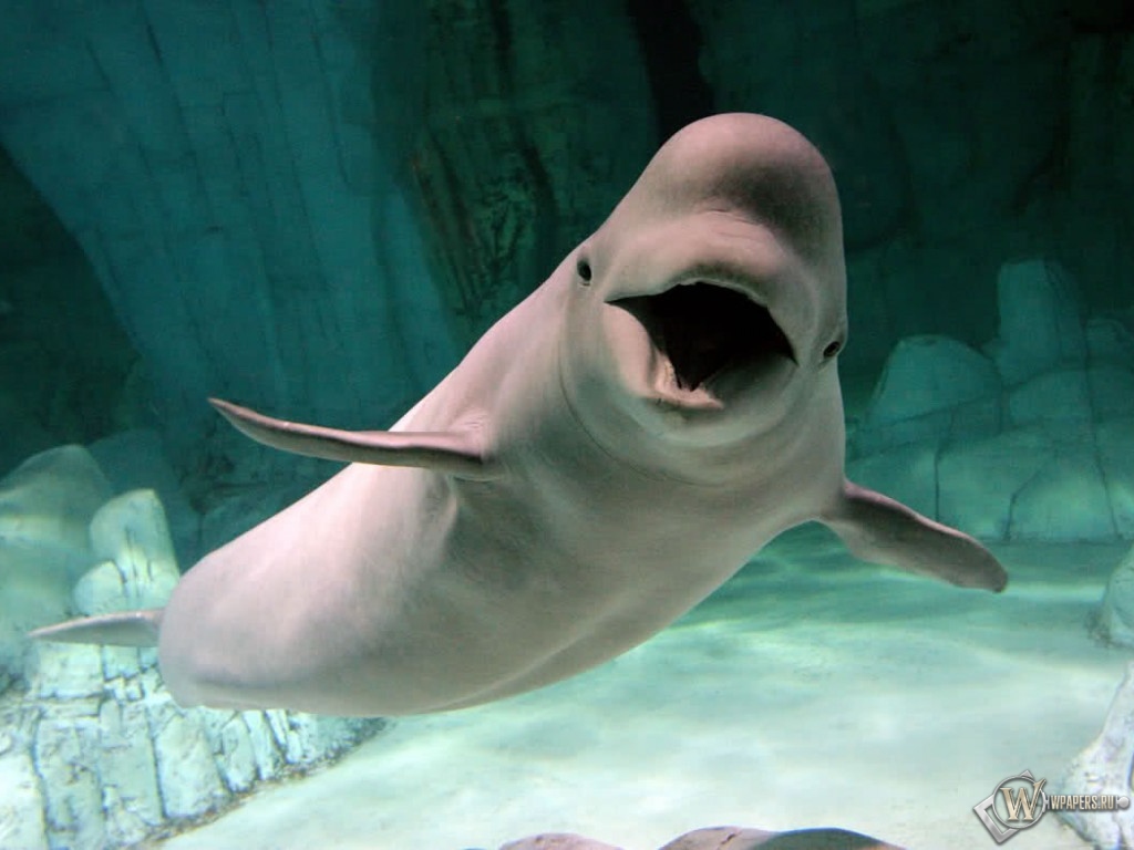 Дельфин в океанариуме 1024x768