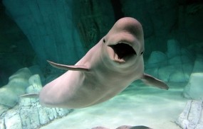 Дельфин в океанариуме