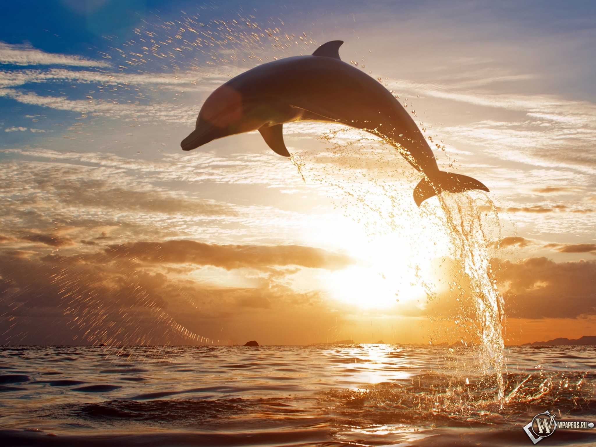 Прыжок дельфина 2048x1536