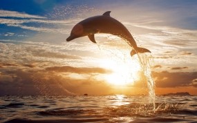 Обои Прыжок дельфина: Море, Закат, Дельфин, Дельфины