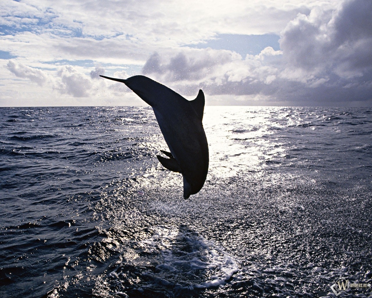 Прыжок дельфина 1280x1024