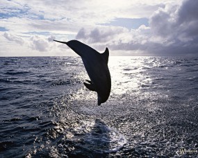 Обои Прыжок дельфина: Прыжок, Дельфин, Дельфины