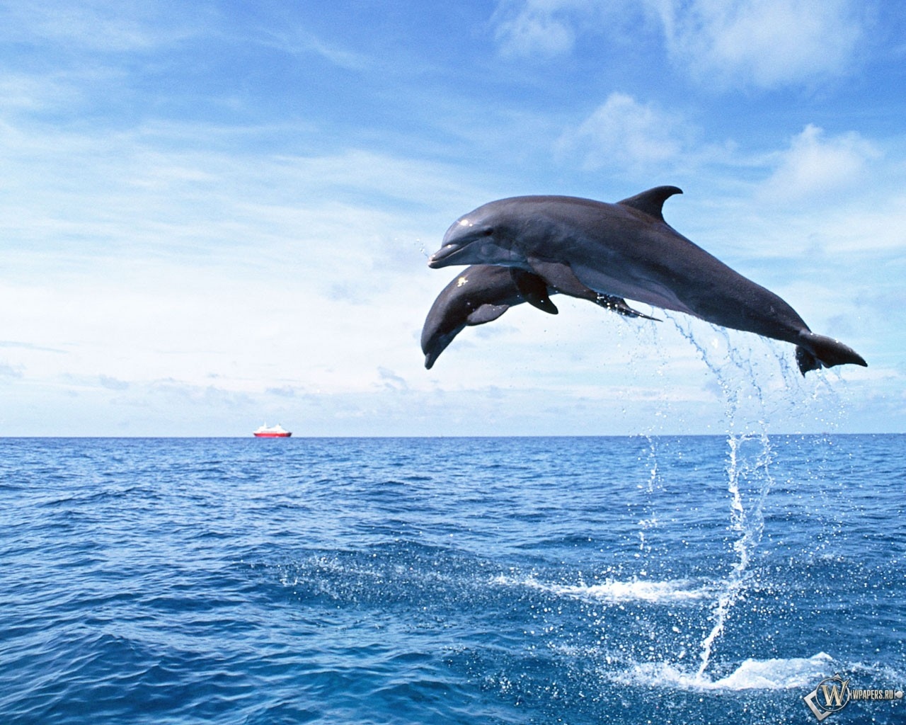 Дельфины в прыжке 1280x1024