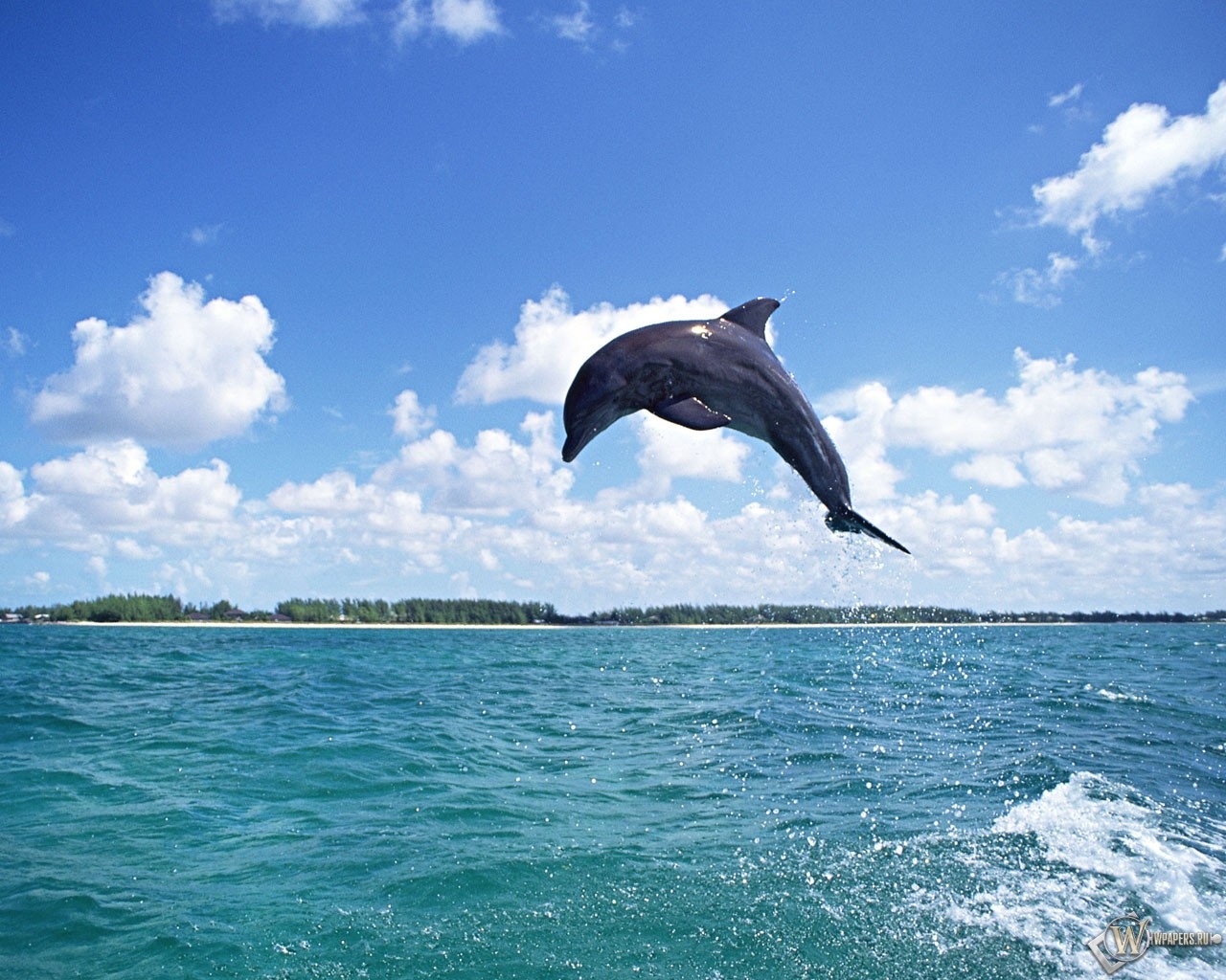 Дельфин в прыжке 1280x1024