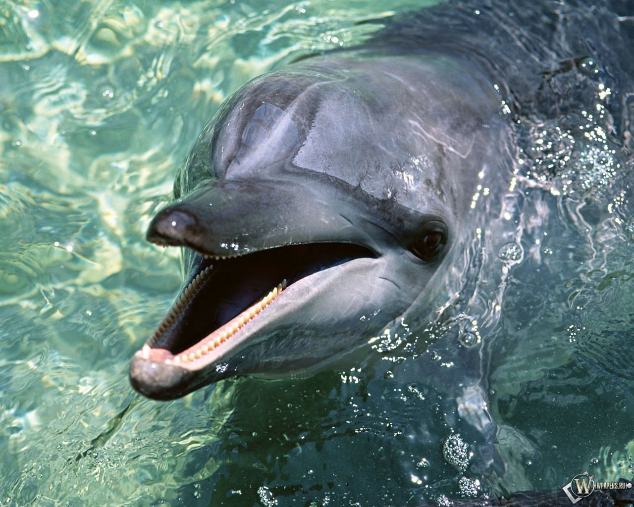 Дельфин 1280x1024