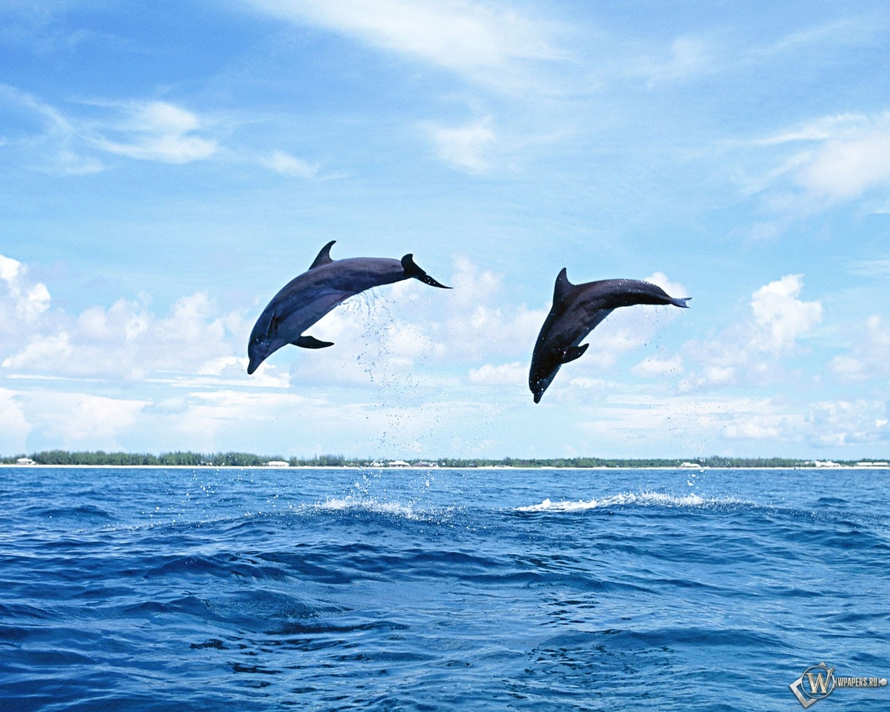 Прыгающие дельфины 1280x1024