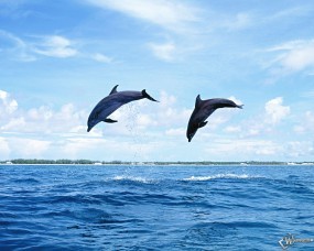 Обои Прыгающие дельфины: Прыжок, Дельфины, Дельфины