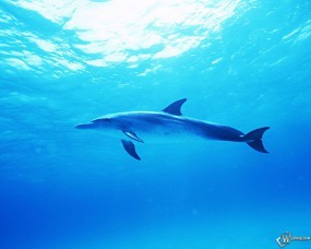 Обои Дельфин: Под водой, Дельфин, Дельфины