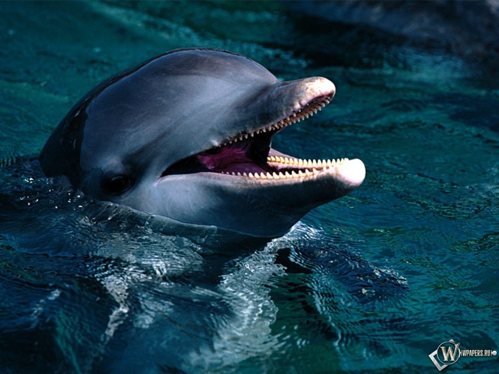 Голова дельфина 1024x768