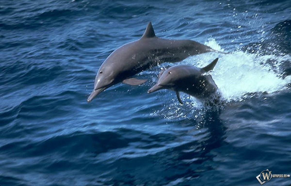 Пара дельфинов 1200x768