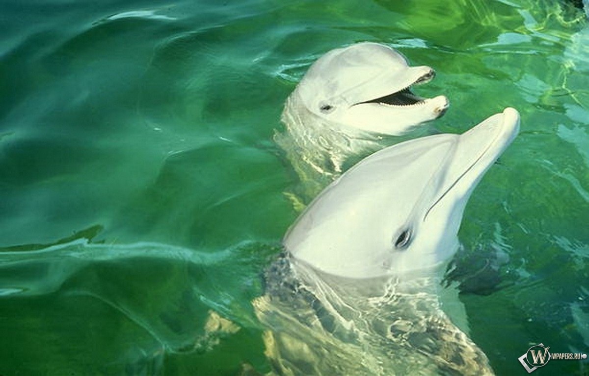 Улыбающиеся дельфины 1200x768