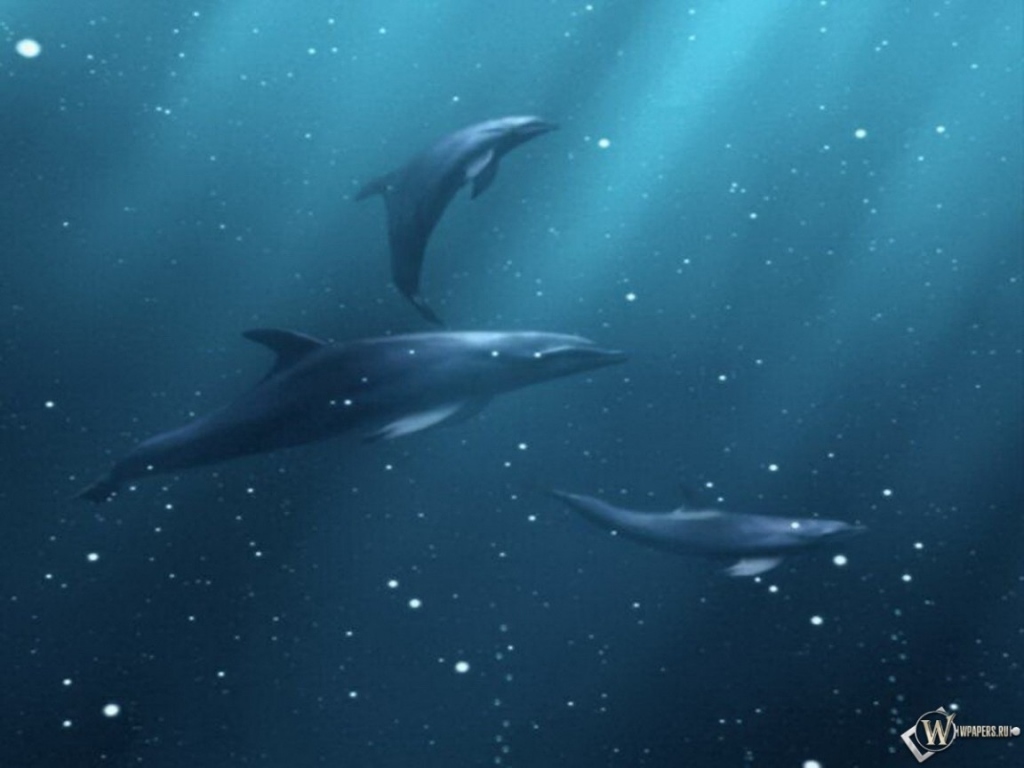 Дельфины под водой 1024x768