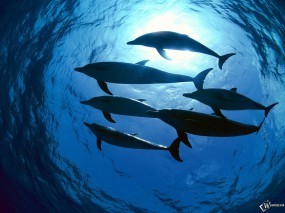Обои Стая дельфинов: Под водой, Дельфины, Дельфины