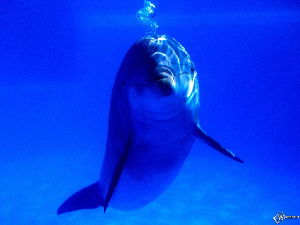 Дельфин и пузыри 1024x768