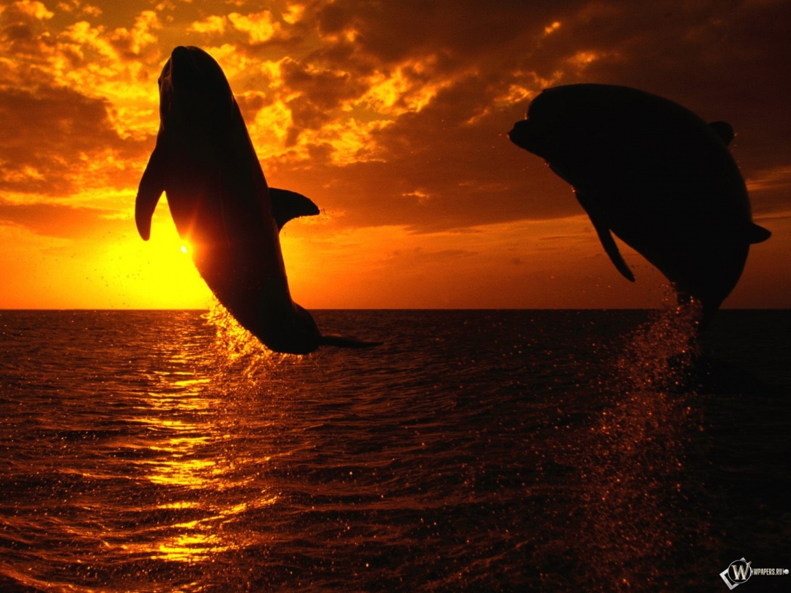Дельфины на закате 1152x864