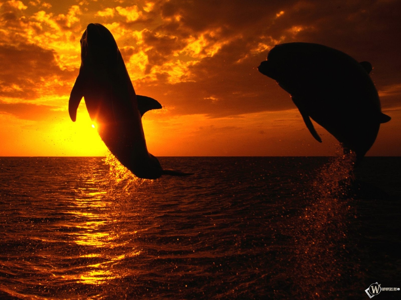 Дельфины на закате 1280x960