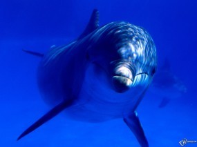 Обои Дельфин взрослый: Синий, Под водой, Дельфин, Дельфины