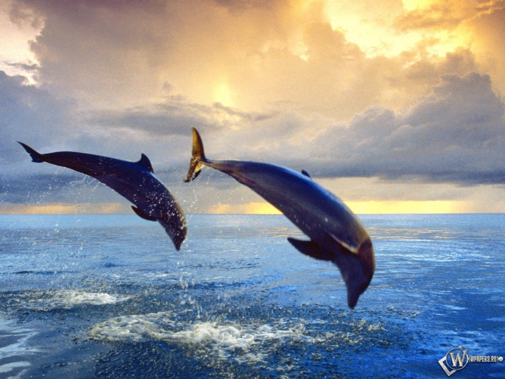 Дельфины в прыжке 1024x768