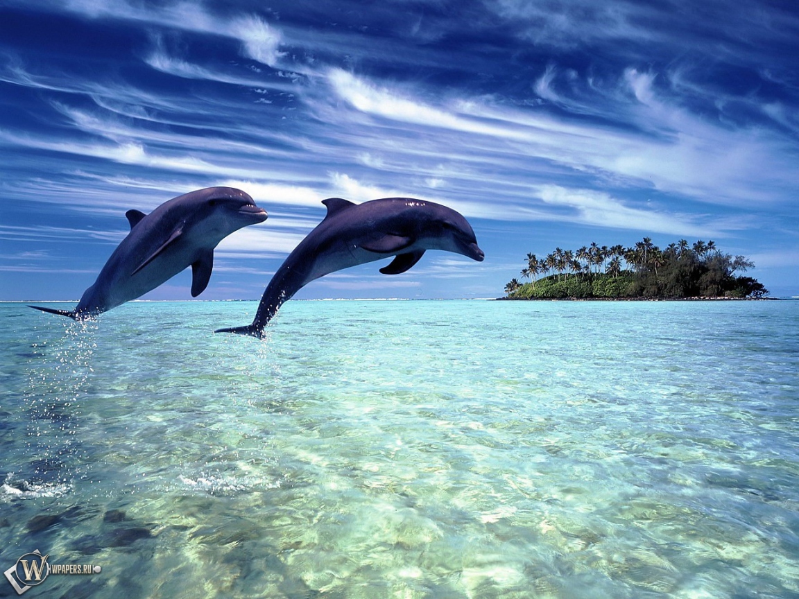 Дельфины в прыжке 1152x864
