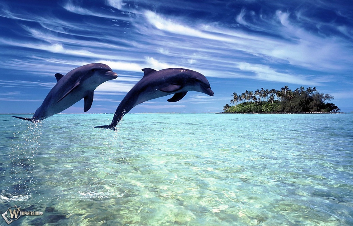 Дельфины в прыжке 1200x768