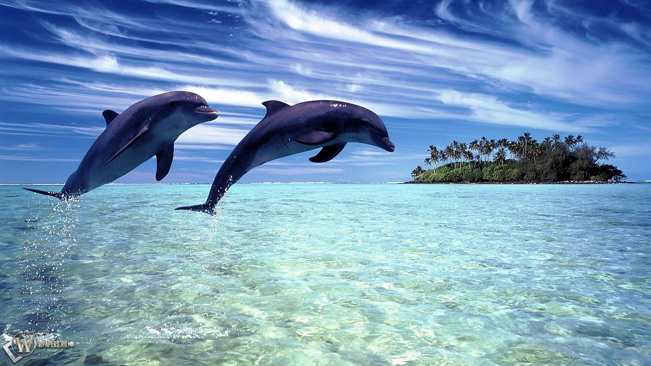 Дельфины в прыжке 1280x720