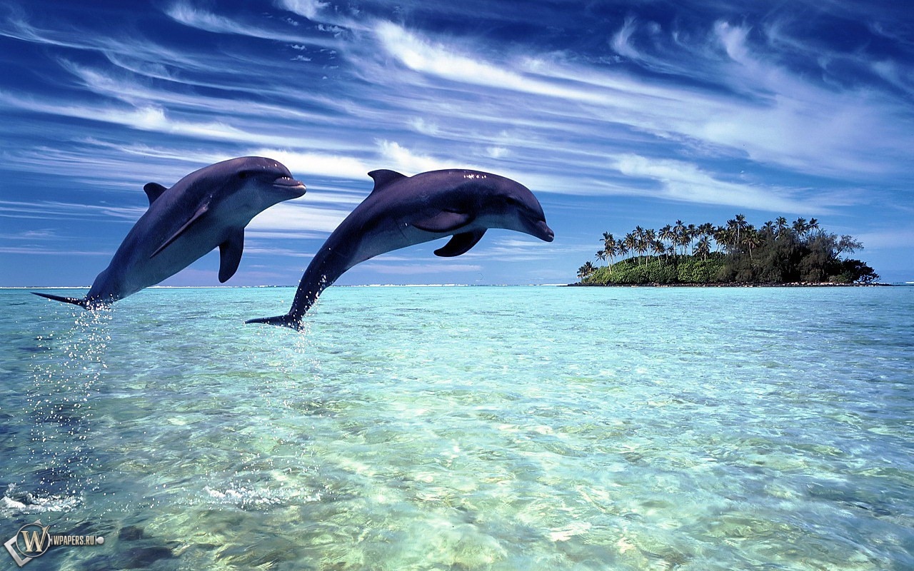 Дельфины в прыжке 1280x800