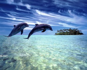 Обои Дельфины в прыжке: Море, Остров, Прыжок, Дельфины, Дельфины