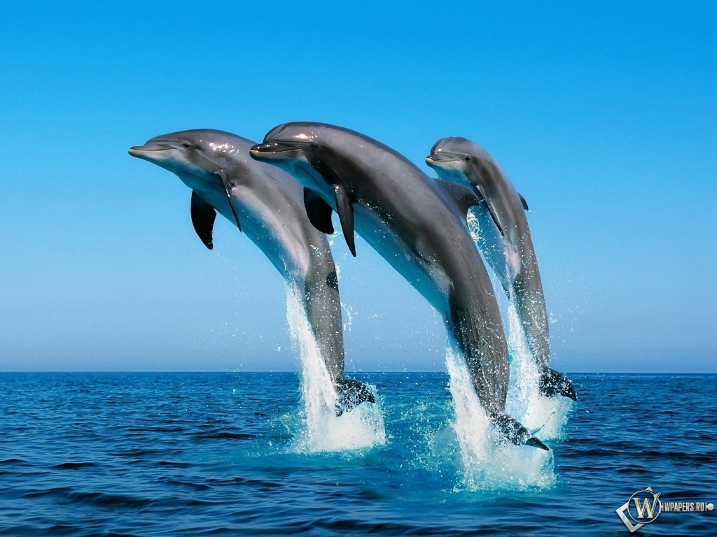 Дельфины прыгают 1024x768
