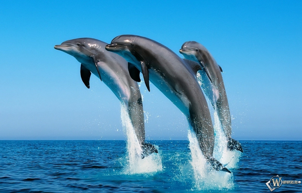 Дельфины прыгают 1200x768