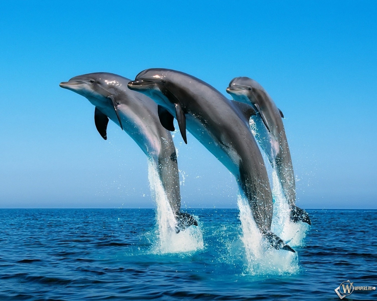 Дельфины прыгают 1280x1024