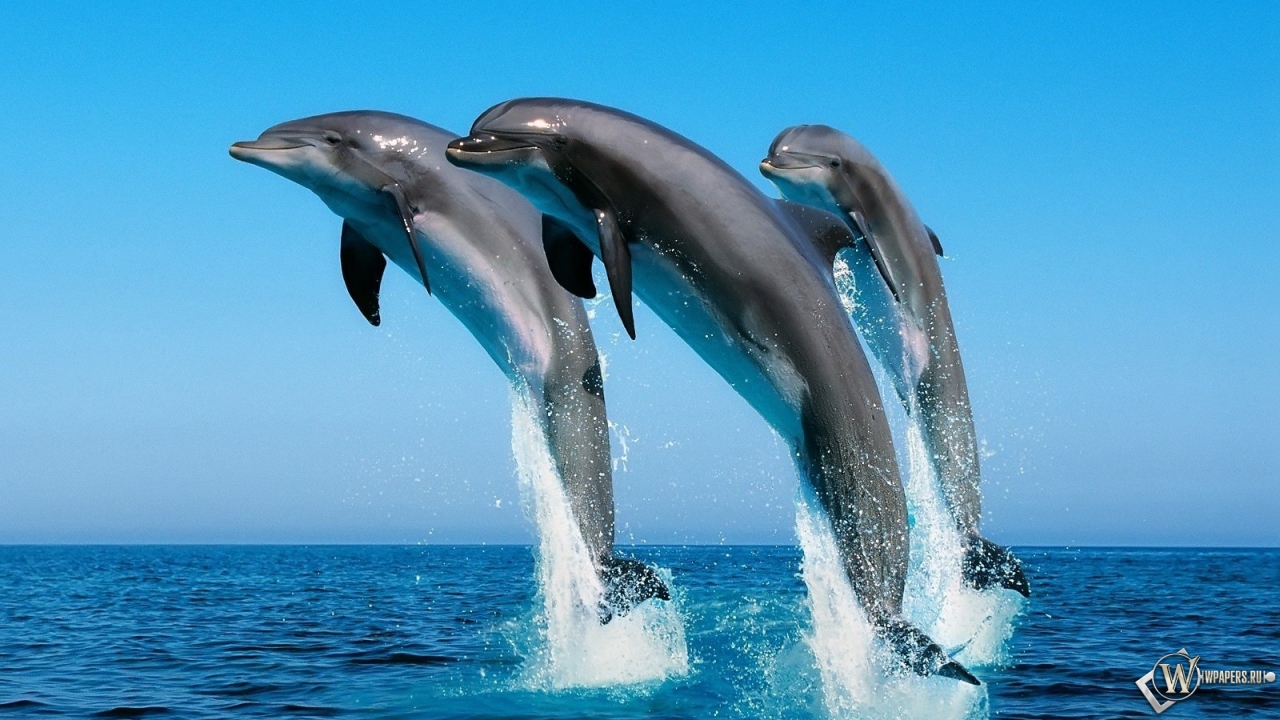 Дельфины прыгают 1280x720