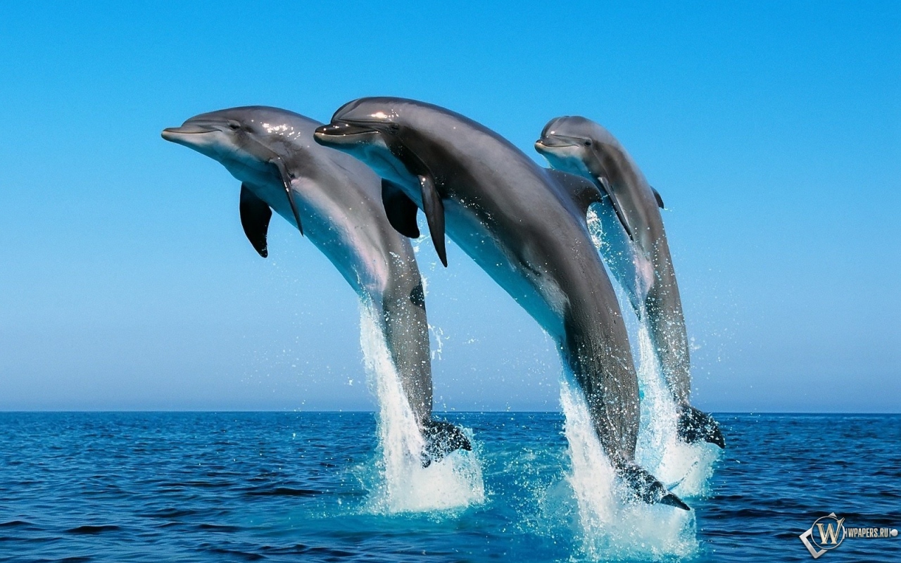 Дельфины прыгают 1280x800