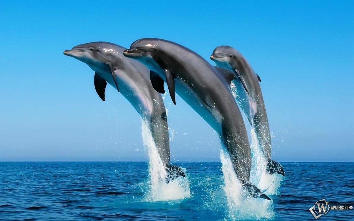 Дельфины прыгают 1440x900