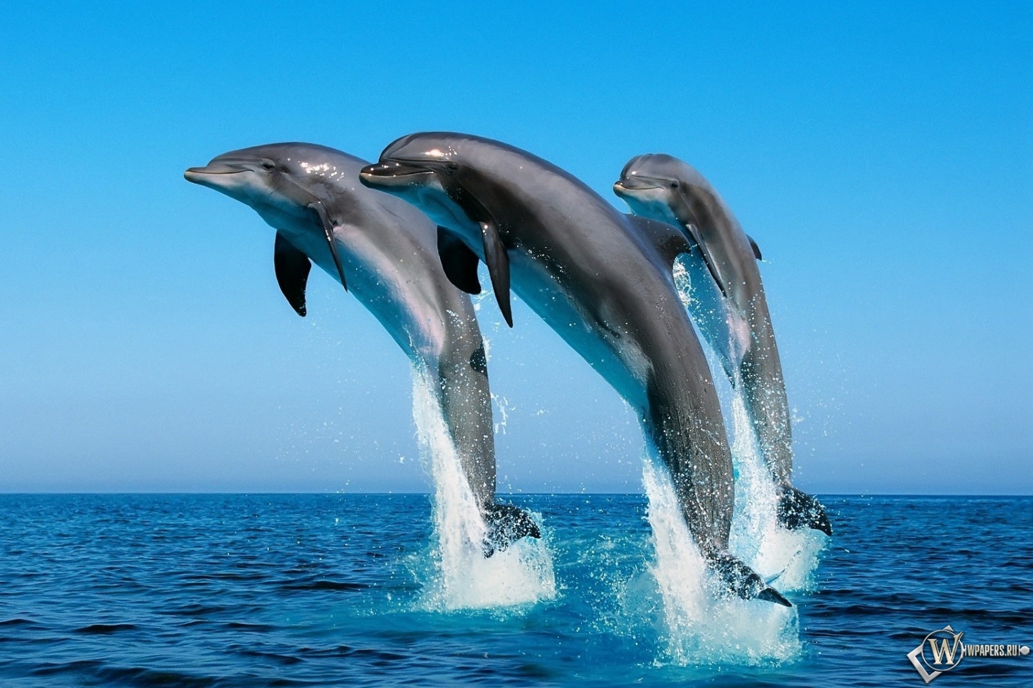 Дельфины прыгают 1500x1000